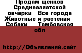 Продам щенков Среднеазиатской овчарки - Все города Животные и растения » Собаки   . Тамбовская обл.